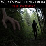 What's Watching From The Woods?
