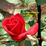 Dating is Like Roses: You Have to Watch out for the Pricks Rewind