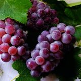 Uva: preço mínimo reajustado e safra gaúcha otimista | BBcast Agro – 16/12/2025