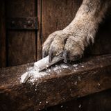 White chalk snaps in paw