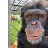 010.1 Chimpanzees