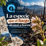 NUESTRO OXÍGENO La especie que el fuego no alcanzó a borrar