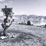 Il riconoscimento dello Stato arabo di Palestina
