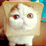 #sgp Kimono, risvoltini e Cat Breading