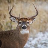 Ohio Limits Deer, Salute to Veterans, Helping Those in Need & Becoming an Auctioneer