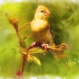 Asa Amarela | Histórias Educativas