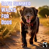Summer Safety for Dog Walks
