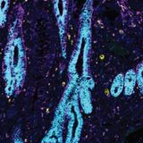 New partnership with UNESCO supports the Human Cell Atlas Project
