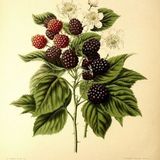 Show 257: Raspberry and Blackberry