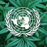 L'Onu e la cannabis, svolta epocale