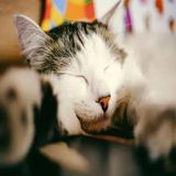 Can YOU Solve This Christmas Sound Quiz 🎅🏽 #shorts #koalamoon #riddle