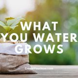 3403 What You Water Grows