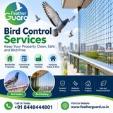 Bird Control Services A Complete Guide for Property Owners
