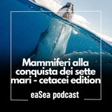 Mammiferi alla conquista dei sette mari - cetacei edition