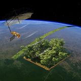 Dal cielo, uno sguardo alle foreste