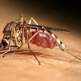 West Nile Virus, sono 32 i casi in Italia. 2 i decessi