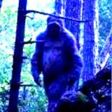 Have you seen Bigfoot or other Humanoids? Aliens, Ghosts and Bigfoot Stories 2022