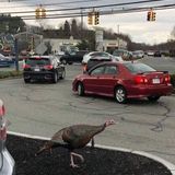 In Swampscott's Vinnin Square, Aggressive Turkeys Take Over