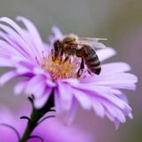 La visión ultravioleta de las abejas