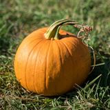 PUMPKIN To Talk About: Meet Farmer Nate From Swans Trail Farms in Snohomish!