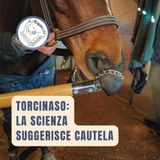 Torcinaso e cavalli: la scienza suggerisce cautela