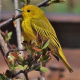 Paruline jaune