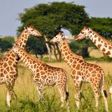 005.3 Giraffes