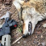 Hunting with an A.R.-15 in 2024 Tips for Hunting with Americas Most Popular Rifle - Reload