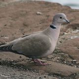 Streptopelia decaocto