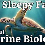 The Most Relaxing Facts About Marine Biology to Fall Asleep To