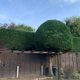Why is Regular Hedge Pruning in Surrey More Important Than You Think?