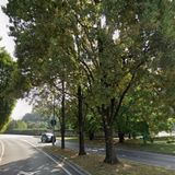 La quercia morta sarà abbattuta, modifiche alla circolazione