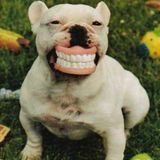 Cheese #sgp