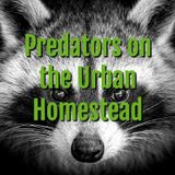 Predators On The Urban Homestead
