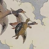 Die Schildkröte und die Enten | Äsop Fabeln