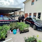Coltivava stupefacenti, maxi sequestro di cannabis: arrestato un 33enne