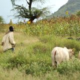 Entretien avec Mr Soumana Souna sur la situation de la campagne pastorale à Balayera dans la région de Tillabéry (Niger sur Kalangou)