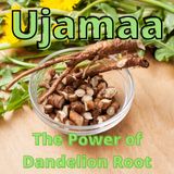 The Power Of Dandelion Root