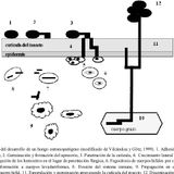 Entomopatógenos fúngicos y Beauveria bassiana como bioinsecticidas