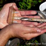 Oregon Minnow Is First Fish Recovered From Endangered List