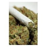 MARIJUANA / THE COOL CRITICS