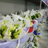 Cold Storage Flower Price Solutions for Fresh Flower Preservation