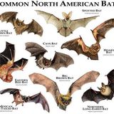 BJQ Radio- Faith's Animal Rescue Mission All About Bats!