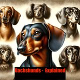 Dachshunds -  Explained