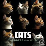 Comprehensive Guide to Feline Health and Wellness