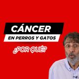 ¿QUÉ PROVOCA EL CÁNCER EN PERROS Y GATOS? 🚨