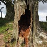 Le cavità degli alberi proteggono gli animali dalle temperature estreme