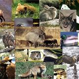 Fauna Ibérica (I): El zorro