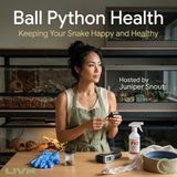 Ball Python Health - Discover the secrets to thriving scales with Juniper Snout