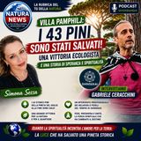 A Roma sono stati salvati 43 pini dall’abbattimento. Una grande vittoria ecologista. - Le interviste di Simona Sessa